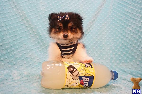CMPuppyHeaven Picture 2